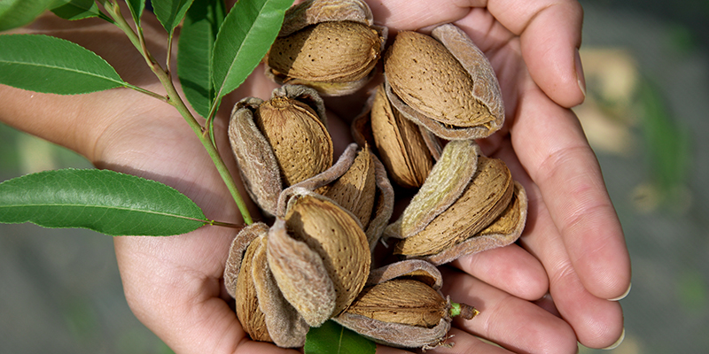 Grom_Gelato_MuraMura_mandorle