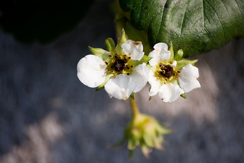 Grom_Gelato_Azienda MuraMura_Fragole
